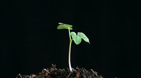 Sprout being watered in the night Stock-Footage 36110461