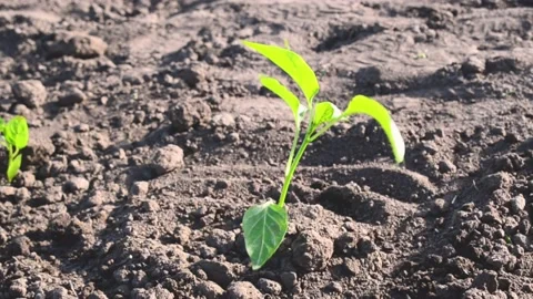 Sprout of bell pepper growing in soil Chornozem and waving on wind, seedling. Ho Stock Footage 196828400