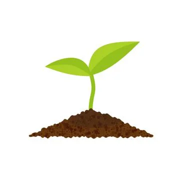 Sprout botanical vector illustration, isolated on a white background イラスト素材