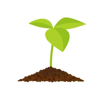 Sprout botanical vector illustration, isolated on a white background Stock Illustration