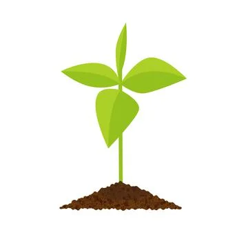 Sprout botanical vector illustration, isolated on a white background Stock Illustration