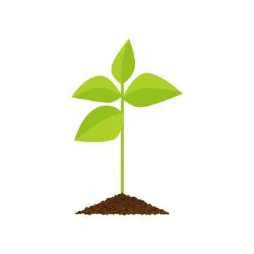 Sprout botanical vector illustration, isolated on a white background Stock Illustration