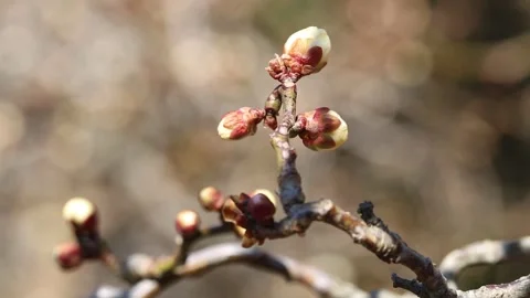 Sprout on a branch, sprout on the tree 스톡 동영상 310919880