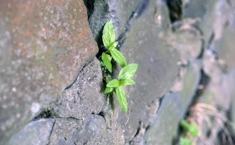 Sprout, break through the stone wall Stock Photos