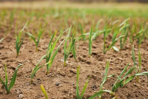 Sprout breaking through ground. Stock Photos