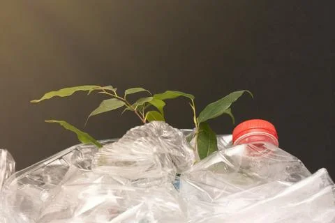 The sprout breaks through the plastic bottles plastic waste management concept Stock Photos