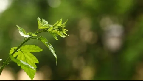 Sprout of the bush Stock Footage 7658844