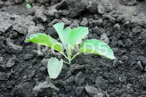 Sprout of cabbage Stock Photos