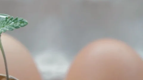 Sprout of cannabis from an egg. Eggs are in an environmentally friendly Stockbeeldmateriaal 128508089