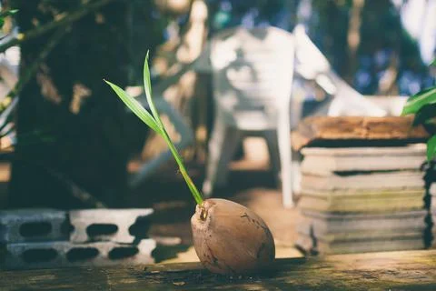 Sprout of coconut tree Environmentally friendly planet. New life, think green Stock Photos