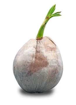 Sprout of coconut tree isolate Stock Photos