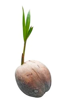 Sprout of coconut tree isolate Stock Photos