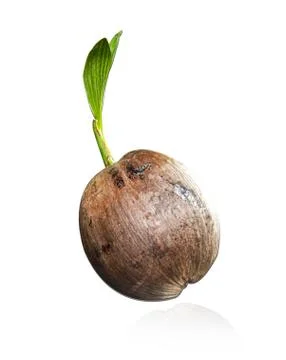 Sprout of coconut tree isolated on white background Stock Photos
