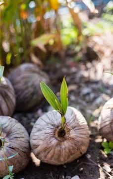 Sprout of coconut tree Stock Photos