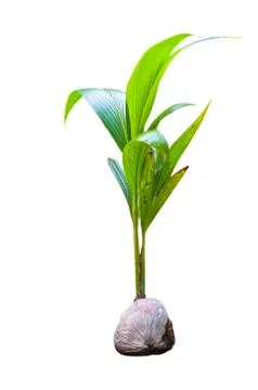 Sprout of coconut tree Stock Photos