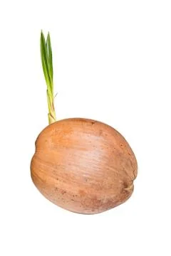 Sprout of coconut tree Stock Photos