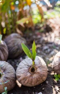 Sprout of coconut tree Stock Photos