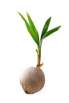 Sprout of coconut tree Stock Photos