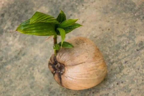 Sprout of coconut tree pop out of the coconut Stock Photos