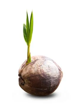 Sprout of coconut tree on white background Stock Photos