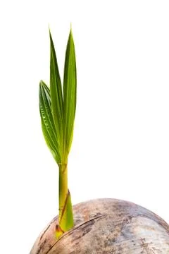 Sprout of coconut tree on white background Stock-Fotos