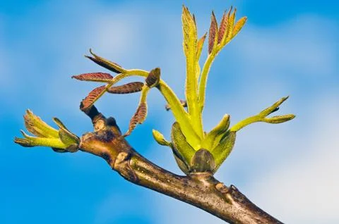 Sprout of a common walnut Stock Photos
