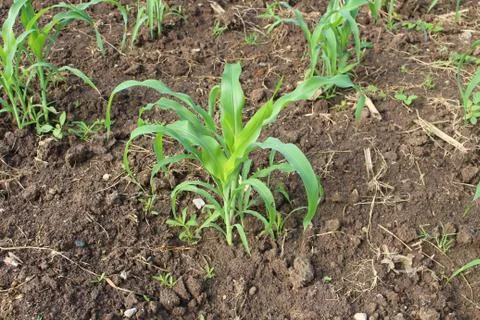Sprout corn background Stock Photos