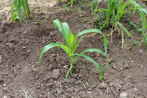 Sprout corn Stock Photos