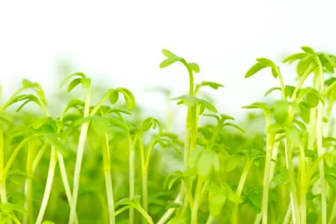 Sprout cress Stock Photos