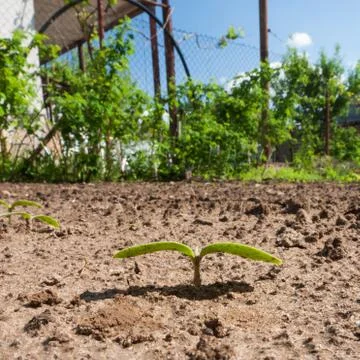 Sprout of cucumber Stock Photos