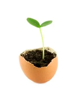 Sprout of a cucumber Stock Photos