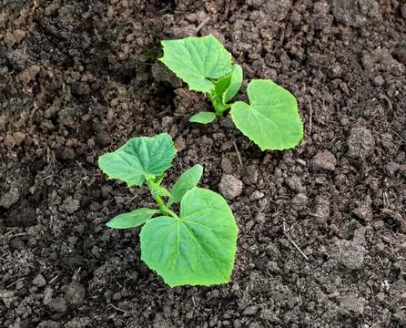 Sprout of cucumber. Seedling of cucumbers . Stock Photos