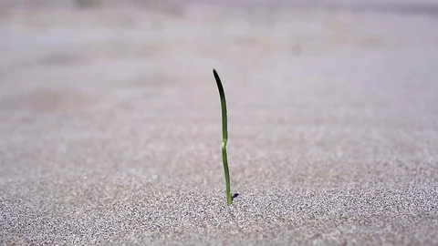 Sprout in the desert sand Видео 76797943
