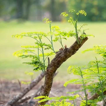 Sprout on dry timber Stock Photos