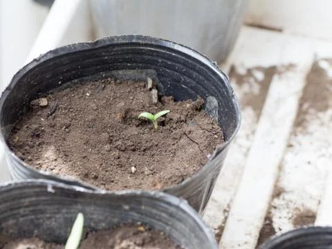 Sprout of eggplant Stock Photos