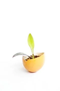 Sprout in an eggshell Stock Photos