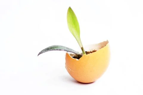 Sprout in an eggshell Stock Photos