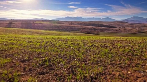 Sprout field green sunny blue sky clouds beautiful horizon aerial forward cereal Stock Footage