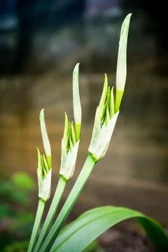 Sprout of flower Stock Photos
