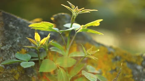 Sprout Stock Footage 23182824