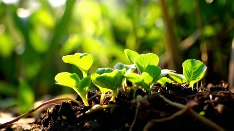 Sprout in the forest Video stock 287091641