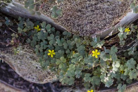 Sprout in the forest. Stock Photos