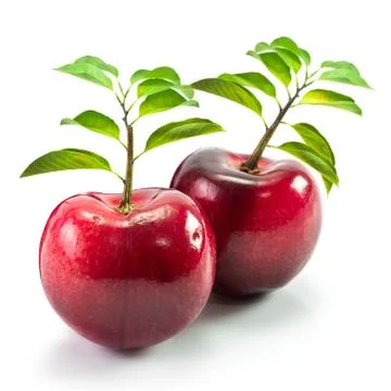 Sprout on fresh cherry fruit Stock Photos