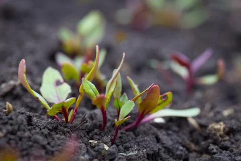 Sprout at the garden Foto stock