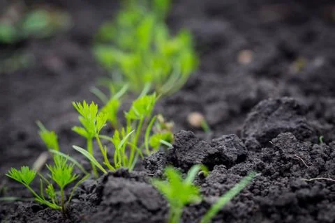 Sprout at the garden Foto stock