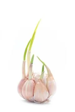 Sprout garlic Foto stock
