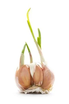 Sprout garlic Stock Photos
