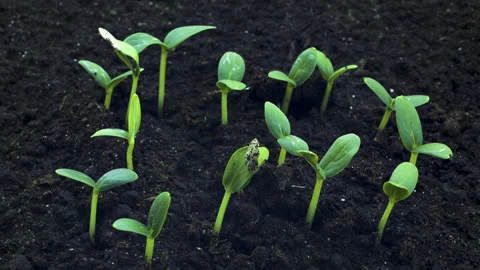 Sprout germination 2 Stock Footage 130800431