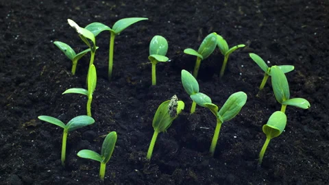 Sprout germination 3 Stock Footage 130800235