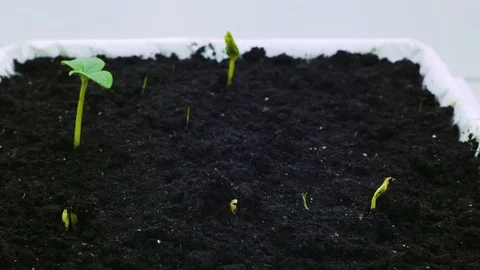 Sprout germination Stock Footage 130072066